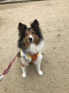 Shetland sheepdog Tiffany
