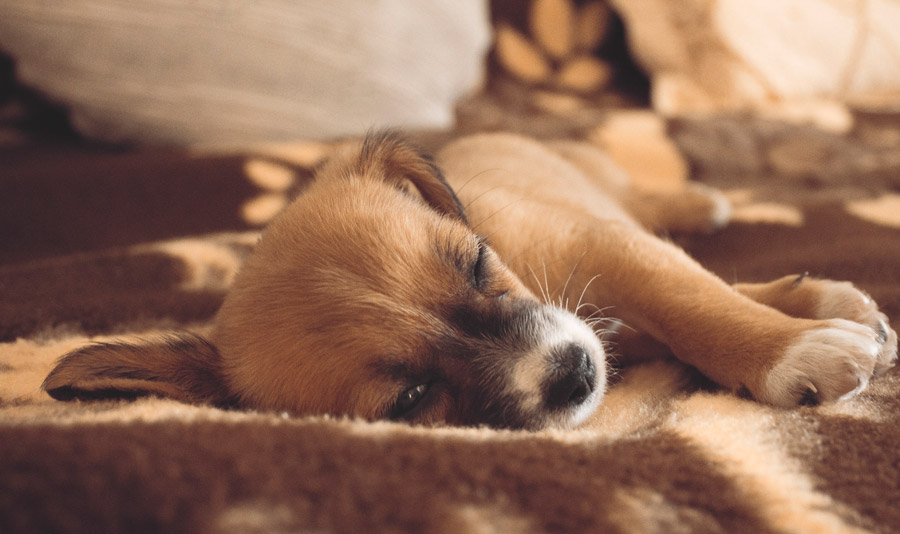 犬のおやつって